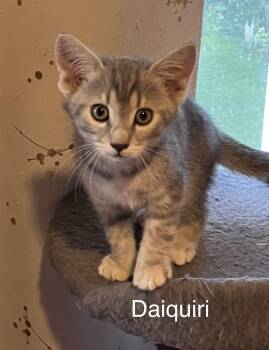 Daiquiri -  Domestic Short Hair Cat for Adoption in Hammond, Indiana - Daiquiri | PetCurious