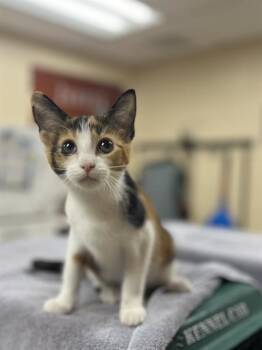 JUNIPER -  Domestic Short Hair Cat for Adoption in Aliquippa, Pennsylvania - JUNIPER | PetCurious