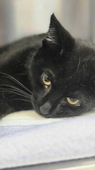 Domestic Short Hair Cats Available for Adoption - Starr | PetCurious