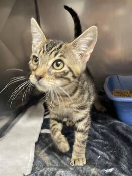 LEONARDO DICATRIO -  Domestic Short Hair Cat for Adoption in Killeen, Texas - LEONARDO DICATRIO | PetCurious