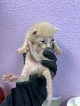 61303379 -  Domestic Medium Hair Cat for Adoption in El Paso, Texas - 61303379 | PetCurious