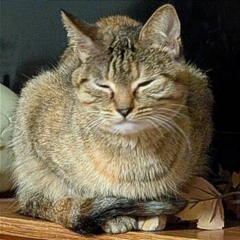 Stella -  Domestic Short Hair Cat for Adoption in Rochester, Minnesota - Stella | PetCurious