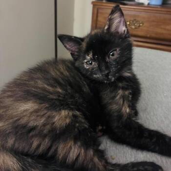 Domestic Short Hair Cats Available for Adoption in Jarrettsville, Maryland - Eenie | PetCurious