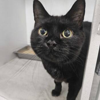 Widget -  Domestic Short Hair Cat for Adoption in Dover, New Hampshire - Widget | PetCurious