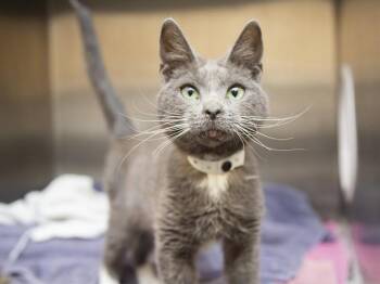 Domestic Short Hair Cats Available for Adoption in Phoenix, Arizona - MARCUS | PetCurious