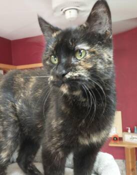 Sparta -  Domestic Short Hair Cat for Adoption in Tomah, Wisconsin - Sparta | PetCurious