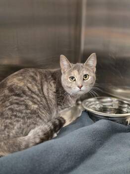 Domestic Short Hair Cats Available for Adoption - Jerry | PetCurious