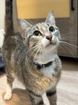 Yo Yo Ma -  Tabby and Domestic Short Hair Cat Available for Adoption in Dallas, Texas - Yo Yo Ma | PetCurious