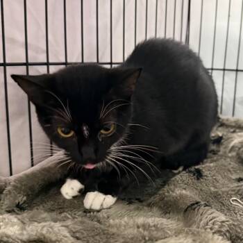 Cobweb -  Domestic Short Hair Cat for Adoption in Normal, Illinois - Cobweb | PetCurious