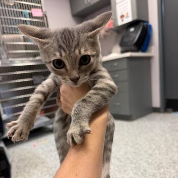 Phineas -  Domestic Short Hair Cat for Adoption in Port Charlotte, Florida - Phineas | PetCurious