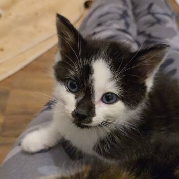 Rescue Domestic Short Hair Cats for Adoption in Bel Air, Maryland - Chip | PetCurious