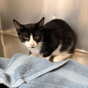Sundae -  Domestic Short Hair Cat for Adoption in Spokane, Washington - Sundae | PetCurious