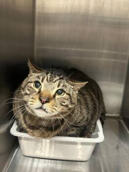 Domestic Short Hair Cats Available for Adoption in Clarksville, Tennessee - Buttons | PetCurious
