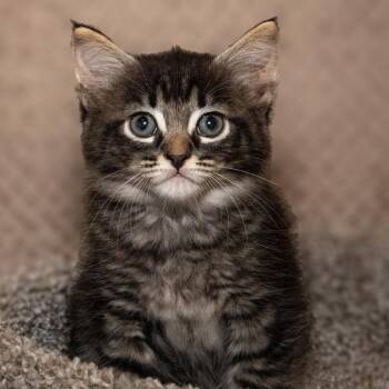 Sirgio -  Domestic Short Hair Cat for Adoption in Santa Fe, Texas - Sirgio | PetCurious