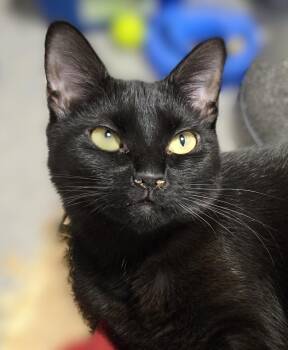 Rescue Domestic Short Hair Cats for Adoption in Warwick, New York - Brianna | PetCurious
