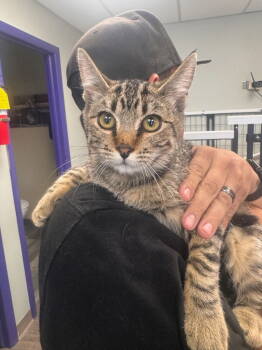 Rescue Domestic Short Hair Cats for Adoption in St. George, Utah - Fredrick | PetCurious