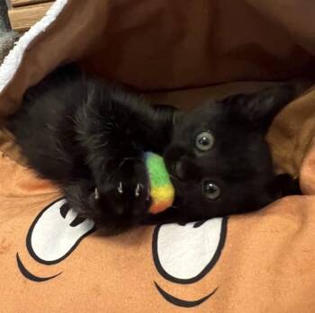 Sixx -  Domestic Short Hair Cat for Adoption in Fruit Heights, Utah - Sixx | PetCurious