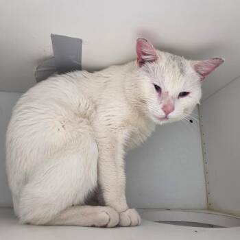 Domestic Short Hair Cats Available for Adoption in North Battleford, Saskatchewan - Snowball | PetCurious