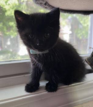 Domestic Short Hair Cats Available for Adoption in Poplar Grove, Illinois - Vlad Dracula | PetCurious