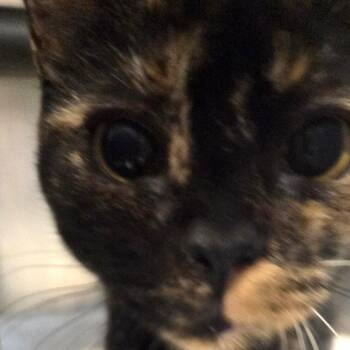 Cider -  Domestic Short Hair Cat for Adoption in Voorhees Township, New Jersey - Cider | PetCurious