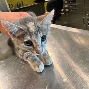 Lilo -  Domestic Short Hair Cat for Adoption in West Des Moines, Iowa - Lilo | PetCurious