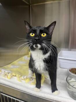 Bianca -  Domestic Short Hair Cat for Adoption in Lagrange, Indiana - Bianca | PetCurious