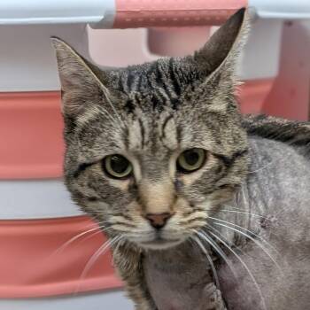 Froyo -  Domestic Short Hair Cat for Adoption in Reno, Nevada - Froyo | PetCurious
