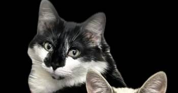 Cosmo -  Domestic Long Hair Cat for Adoption in Crescent City, Florida - Cosmo | PetCurious