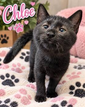 Chloe -  Domestic Short Hair Cat for Adoption in Dalton, Georgia - Chloe | PetCurious