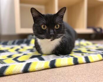 Rescue Domestic Short Hair Cats for Adoption in Raleigh, North Carolina - MAC | PetCurious
