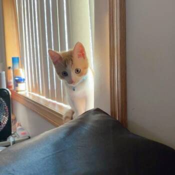 Milo -  Domestic Short Hair Cat for Adoption in Rochester, Minnesota - Milo | PetCurious