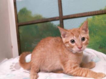 Domestic Short Hair Cats Available for Adoption in Houston, Texas - MARCO | PetCurious