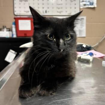 Matt -  Domestic Long Hair Cat for Adoption in Newport, North Carolina - Matt | PetCurious