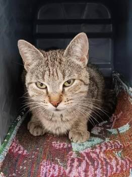 Hollypaw -  Domestic Short Hair Cat for Adoption in Winthrop, Maine - Hollypaw | PetCurious