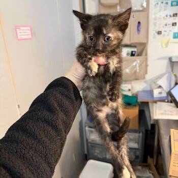 Domestic Short Hair Cats Available for Adoption - Moira | PetCurious