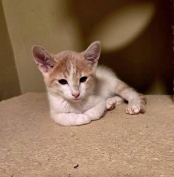 Zipper -  Domestic Short Hair Cat for Adoption in Green Valley, Arizona - Zipper | PetCurious