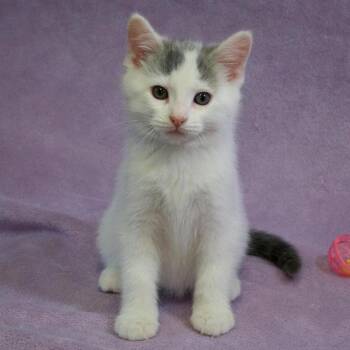 Domestic Short Hair Cats Available for Adoption in Versailles, Kentucky - Appt. Pending - Texas Pete | PetCurious