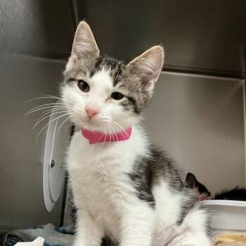 Crumb -  Domestic Short Hair Cat for Adoption in Lakeland, Florida - Crumb | PetCurious