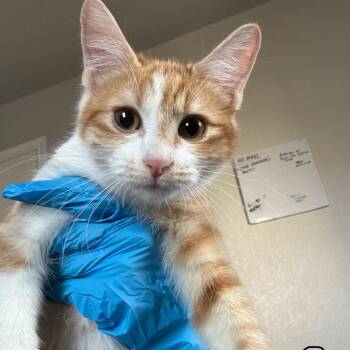 Brooke -  Domestic Short Hair Cat for Adoption in Midland, Texas - Brooke | PetCurious