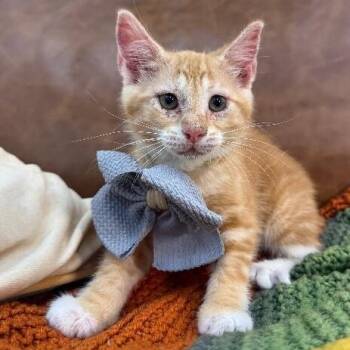 Sam Biscuit -  Tabby and Domestic Short Hair Cat for Adoption in Friendswood, Texas - Sam Biscuit | PetCurious