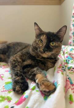 Domestic Short Hair Cats Available for Adoption - Junebug - Playful And Affectionate | PetCurious