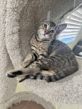 PJ -  Domestic Short Hair Cat Available for Adoption in Youngtown, Arizona - PJ | PetCurious