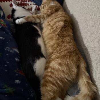 Domestic Short Hair Cats Available for Adoption -  Patches & Caspian-Cuddle Buddies | PetCurious