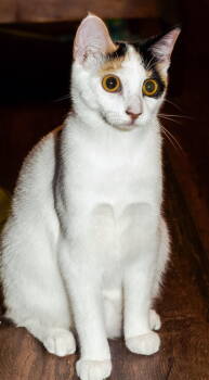 Rescue Domestic Short Hair Cats for Adoption in Franklin, Tennessee - KITTEN BELLE | PetCurious