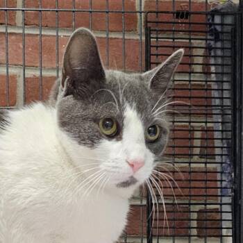 Joy -  Domestic Short Hair Cat for Adoption in Camden, Delaware - Joy | PetCurious