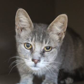 Richard -  Domestic Short Hair Cat for Adoption in Cleveland, Mississippi - Richard | PetCurious