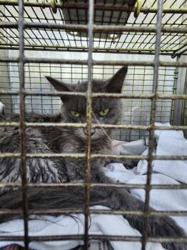 POCKET -  Domestic Medium Hair Cat for Adoption in San Antonio, Texas - POCKET | PetCurious