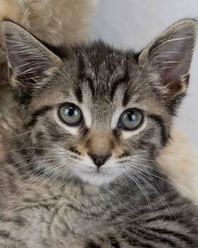 Domestic Short Hair and Tabby Cats Available for Adoption in Kennesaw, Georgia - Bumblebee | PetCurious