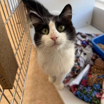 Domestic Long Hair Cats Available for Adoption in Las Vegas, Nevada - Ambrose | PetCurious