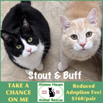 Stout & Buff -  Domestic Short Hair Cat for Adoption in Winchendon, Massachusetts - Stout & Buff | PetCurious